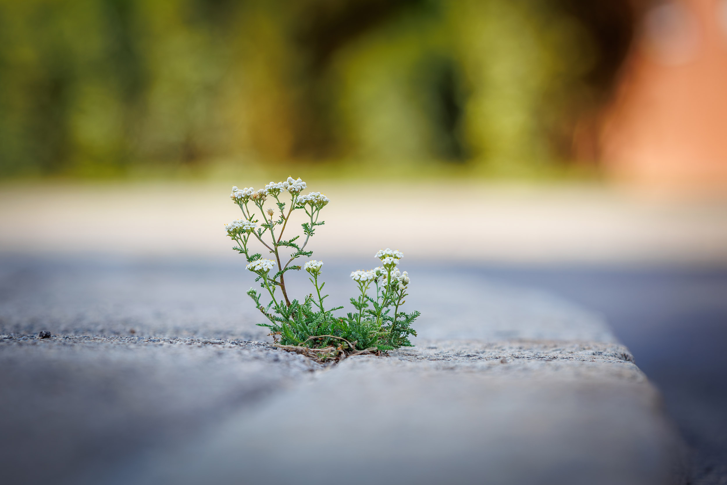 Nature & Urban 11 placeholder